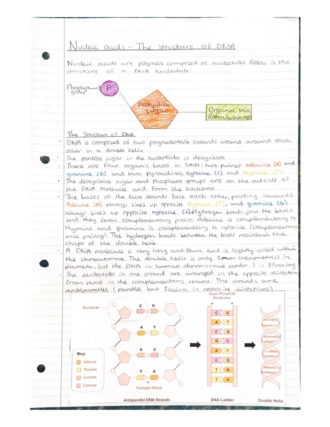 Nucleic acids- Nucleotides and
ATP
Nudeic acids are polymers, made of monomers called nucleotides.
A molecule containing many nucleondes is
