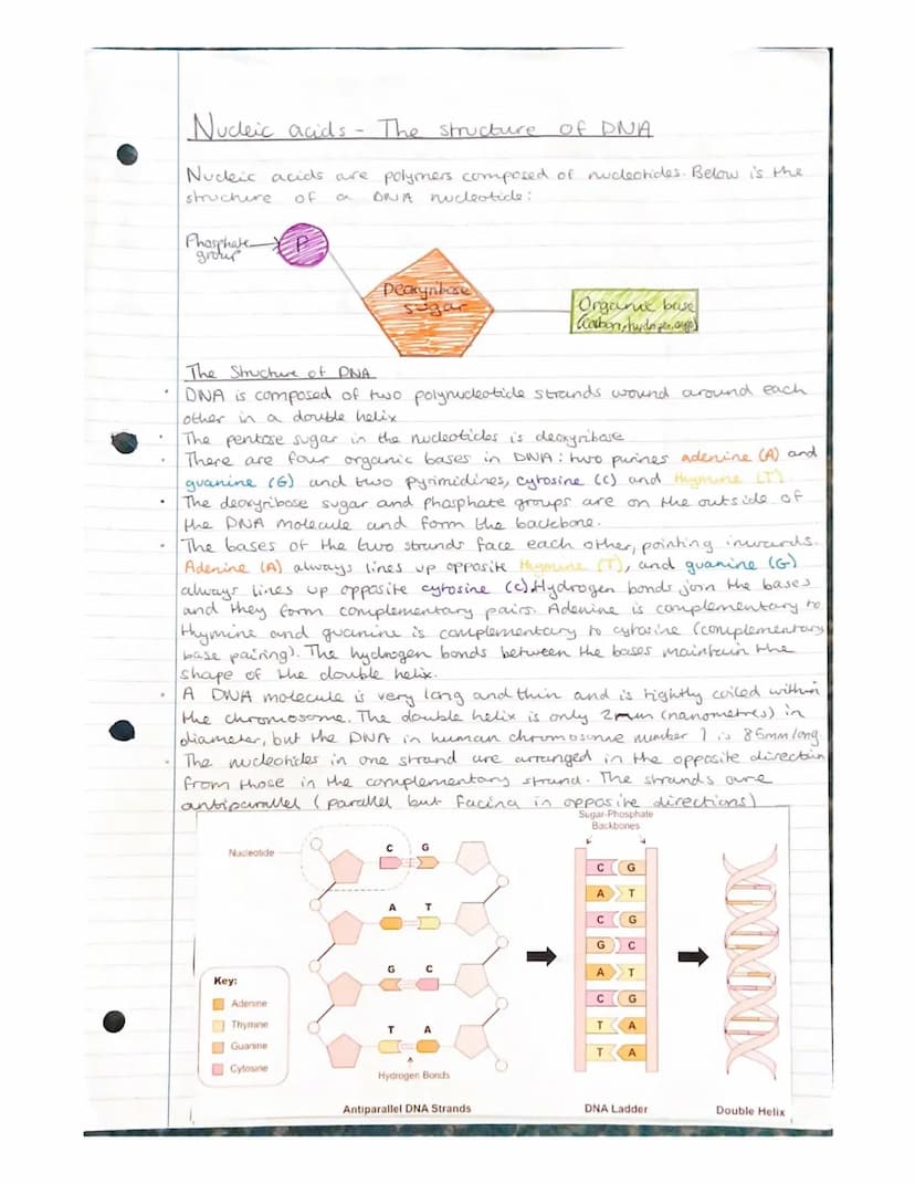 Nucleic acids- Nucleotides and
ATP
Nudeic acids are polymers, made of monomers called nucleotides.
A molecule containing many nucleondes is
