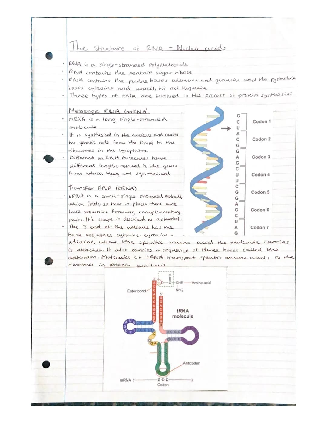 Nucleic acids- Nucleotides and
ATP
Nudeic acids are polymers, made of monomers called nucleotides.
A molecule containing many nucleondes is

