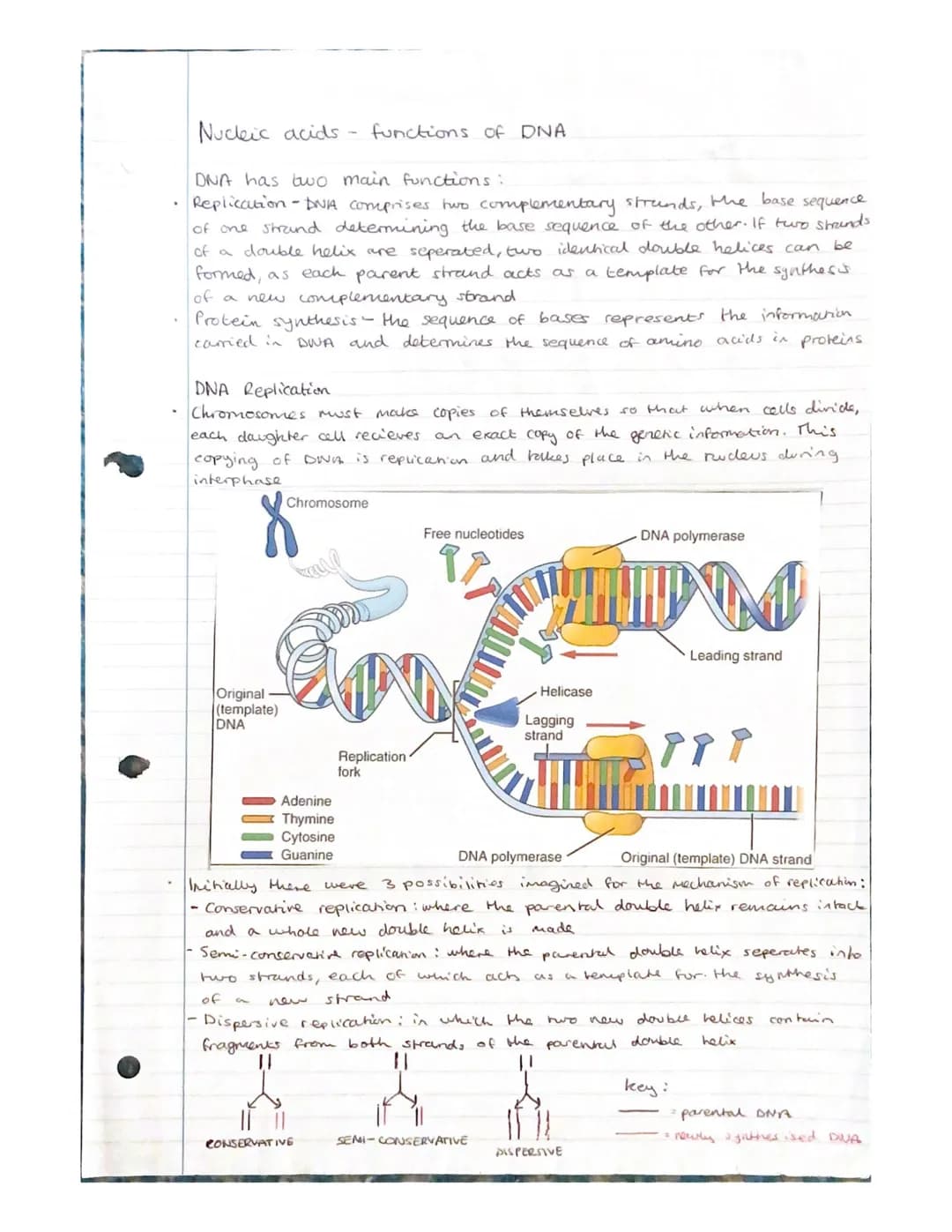 Nucleic acids- Nucleotides and
ATP
Nudeic acids are polymers, made of monomers called nucleotides.
A molecule containing many nucleondes is
