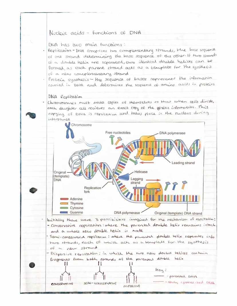 Nucleic acids- Nucleotides and
ATP
Nudeic acids are polymers, made of monomers called nucleotides.
A molecule containing many nucleondes is
