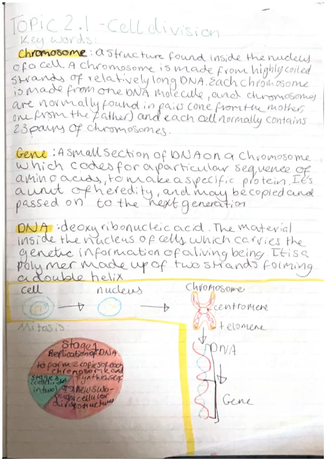 Topic 2.1-Cell division.
Key words:
Chromosome: a structure found inside the nudels.
of a cell. A chromosome is made from highly coiled
Stra