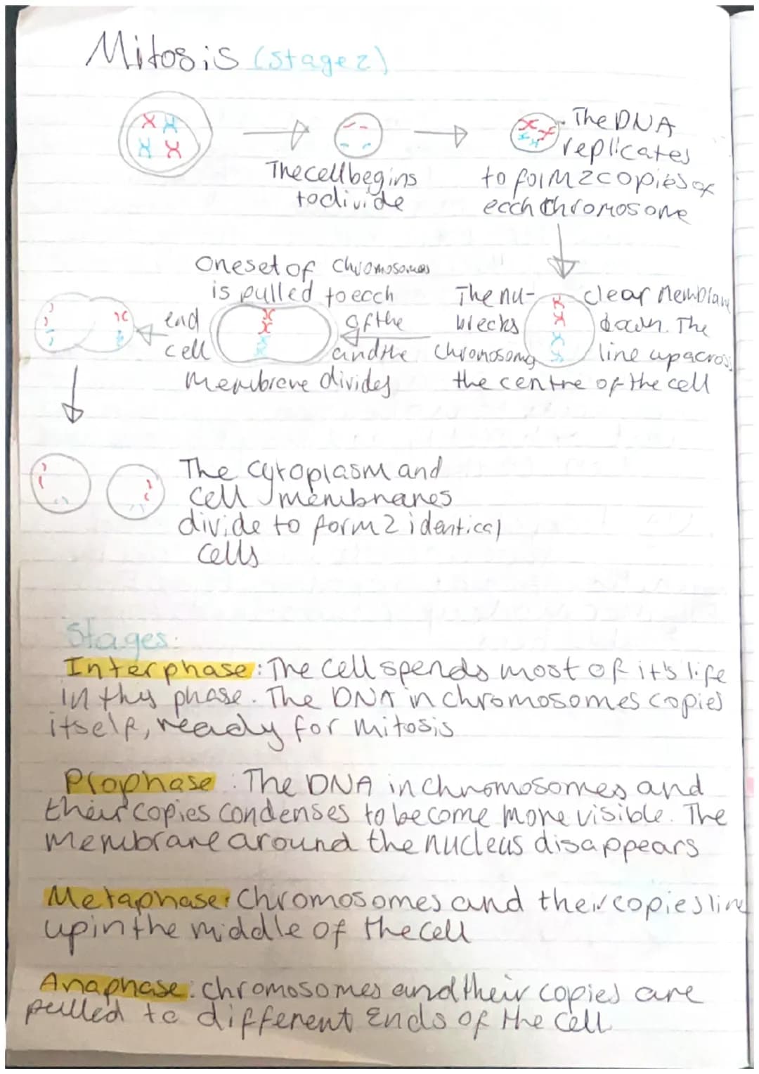 Topic 2.1-Cell division.
Key words:
Chromosome: a structure found inside the nudels.
of a cell. A chromosome is made from highly coiled
Stra