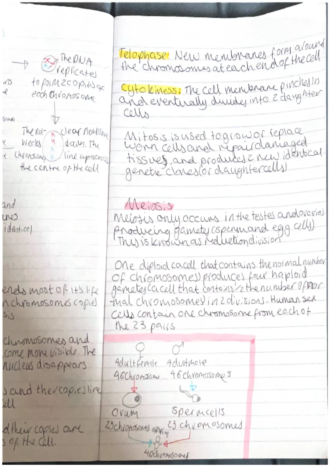 Topic 2.1-Cell division.
Key words:
Chromosome: a structure found inside the nudels.
of a cell. A chromosome is made from highly coiled
Stra