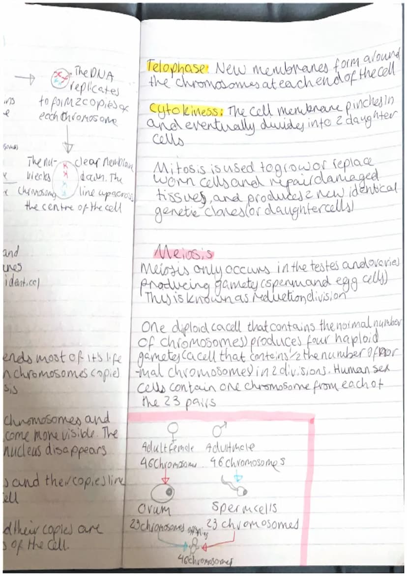 Topic 2.1-Cell division.
Key words:
Chromosome: a structure found inside the nudels.
of a cell. A chromosome is made from highly coiled
Stra