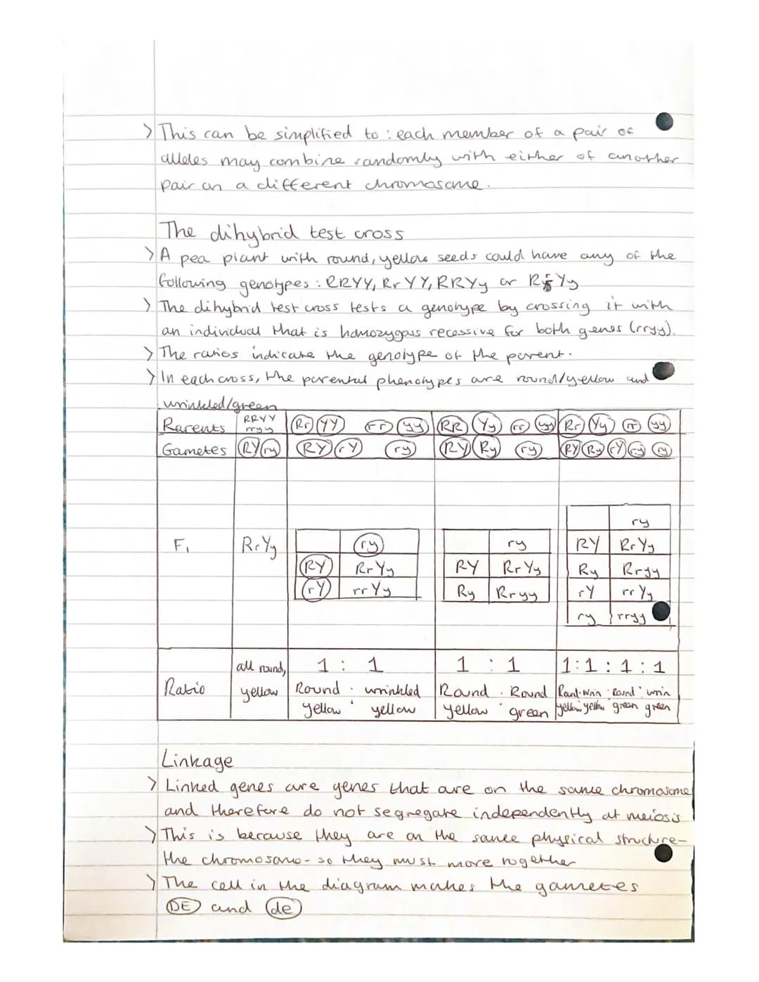 
<h2 id="geneandalleleinheritanceinbiology">Gene and Allele Inheritance in Biology</h2>
<p>Alleles are different forms of the same gene, whi