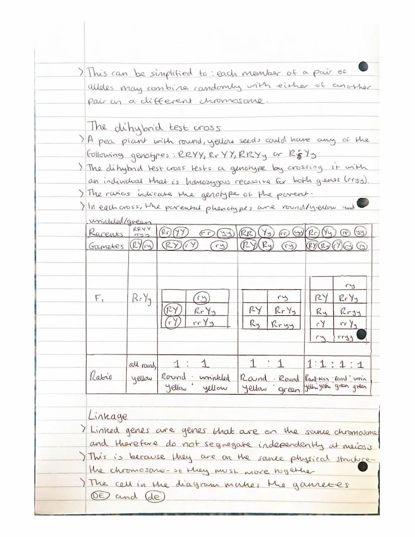 
<h2 id="geneandalleleinheritanceinbiology">Gene and Allele Inheritance in Biology</h2>
<p>Alleles are different forms of the same gene, whi