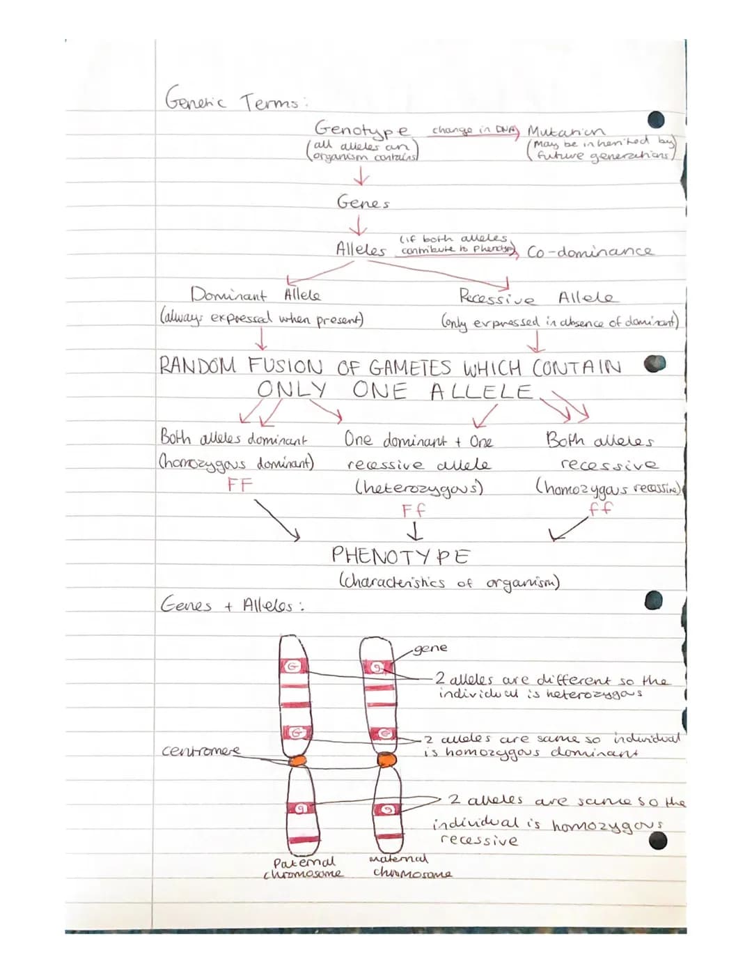 
<h2 id="geneandalleleinheritanceinbiology">Gene and Allele Inheritance in Biology</h2>
<p>Alleles are different forms of the same gene, whi
