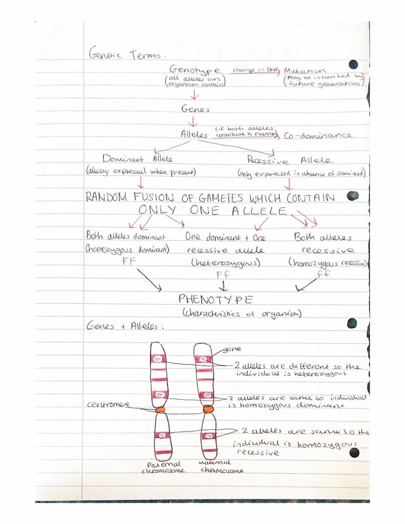 
<h2 id="geneandalleleinheritanceinbiology">Gene and Allele Inheritance in Biology</h2>
<p>Alleles are different forms of the same gene, whi