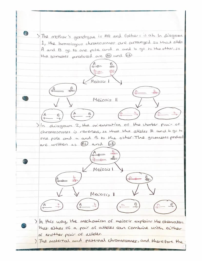 
<h2 id="geneandalleleinheritanceinbiology">Gene and Allele Inheritance in Biology</h2>
<p>Alleles are different forms of the same gene, whi