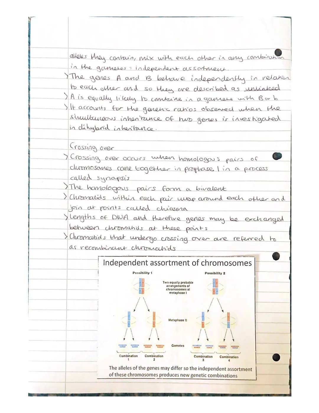 
<h2 id="geneandalleleinheritanceinbiology">Gene and Allele Inheritance in Biology</h2>
<p>Alleles are different forms of the same gene, whi