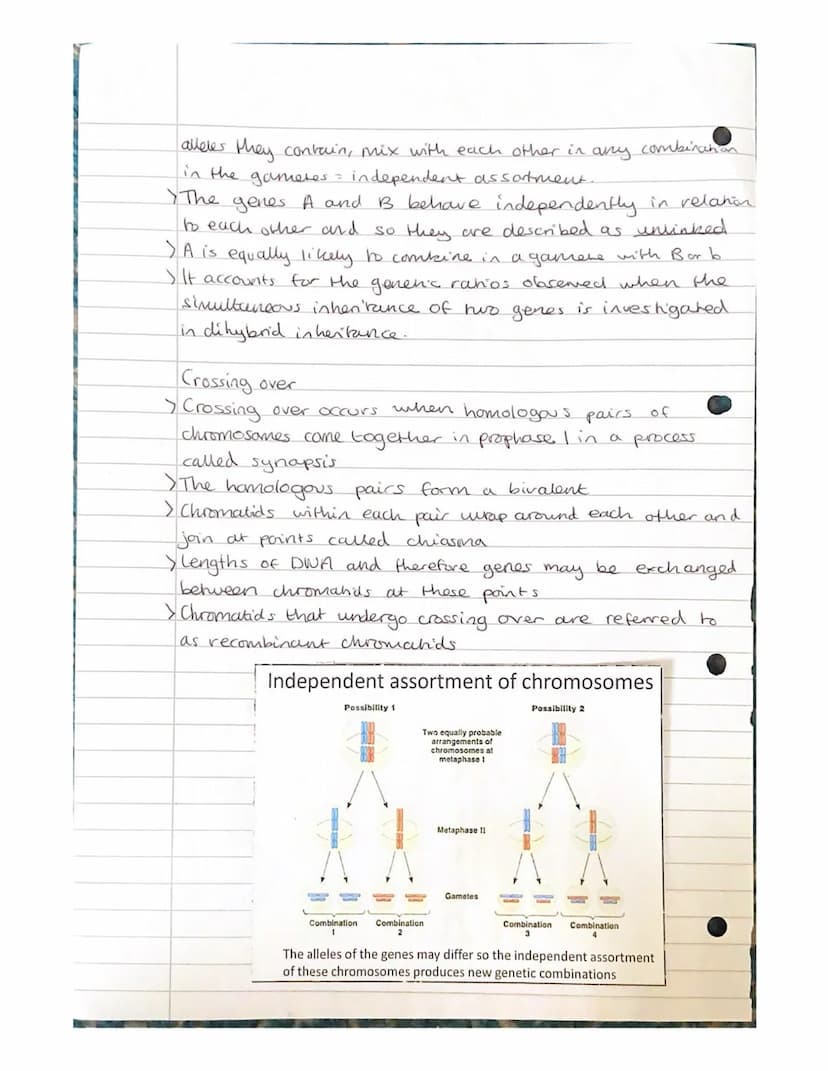 
<h2 id="geneandalleleinheritanceinbiology">Gene and Allele Inheritance in Biology</h2>
<p>Alleles are different forms of the same gene, whi
