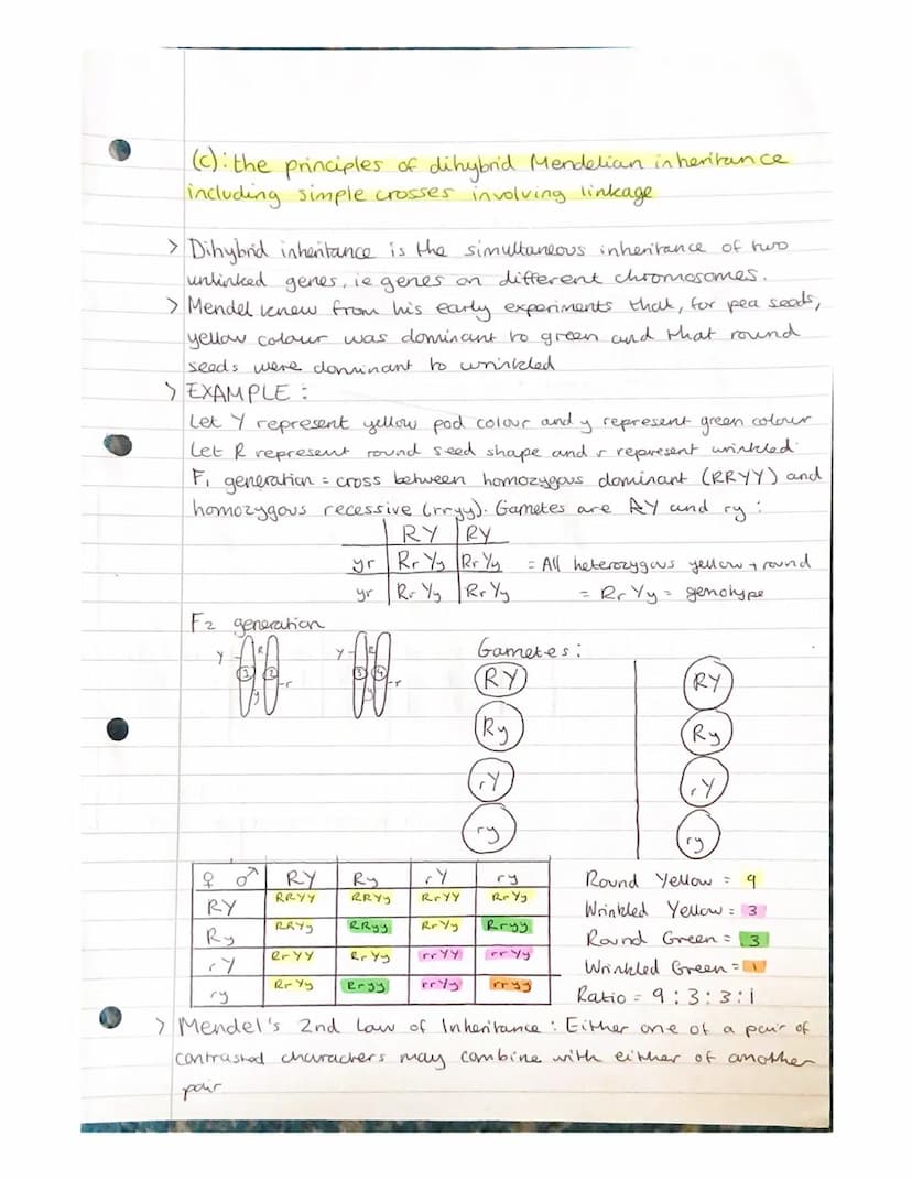 
<h2 id="geneandalleleinheritanceinbiology">Gene and Allele Inheritance in Biology</h2>
<p>Alleles are different forms of the same gene, whi