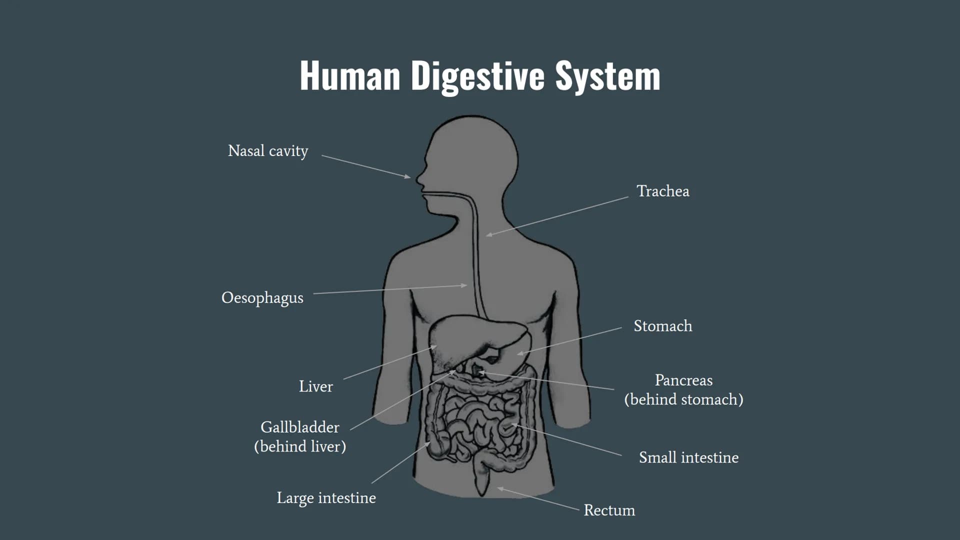 General Biology Smallest to largest
Cell - the basic building blocks of life.
Tissue – a group of similar cells that work together to carry 
