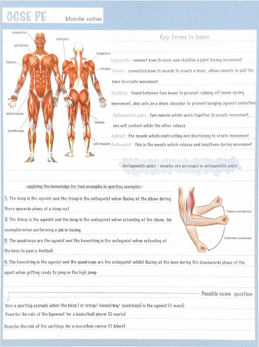 GCSE PE
masseter.
Muscular system
pectorals
deltoids
biceps
abdominals
Key terms to learn
trapezius
triceps
Ligaments: connect bone to bone 