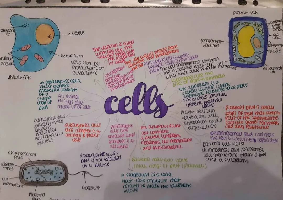 Understanding Prokaryotic and Eukaryotic Cells and Subcellular Structures