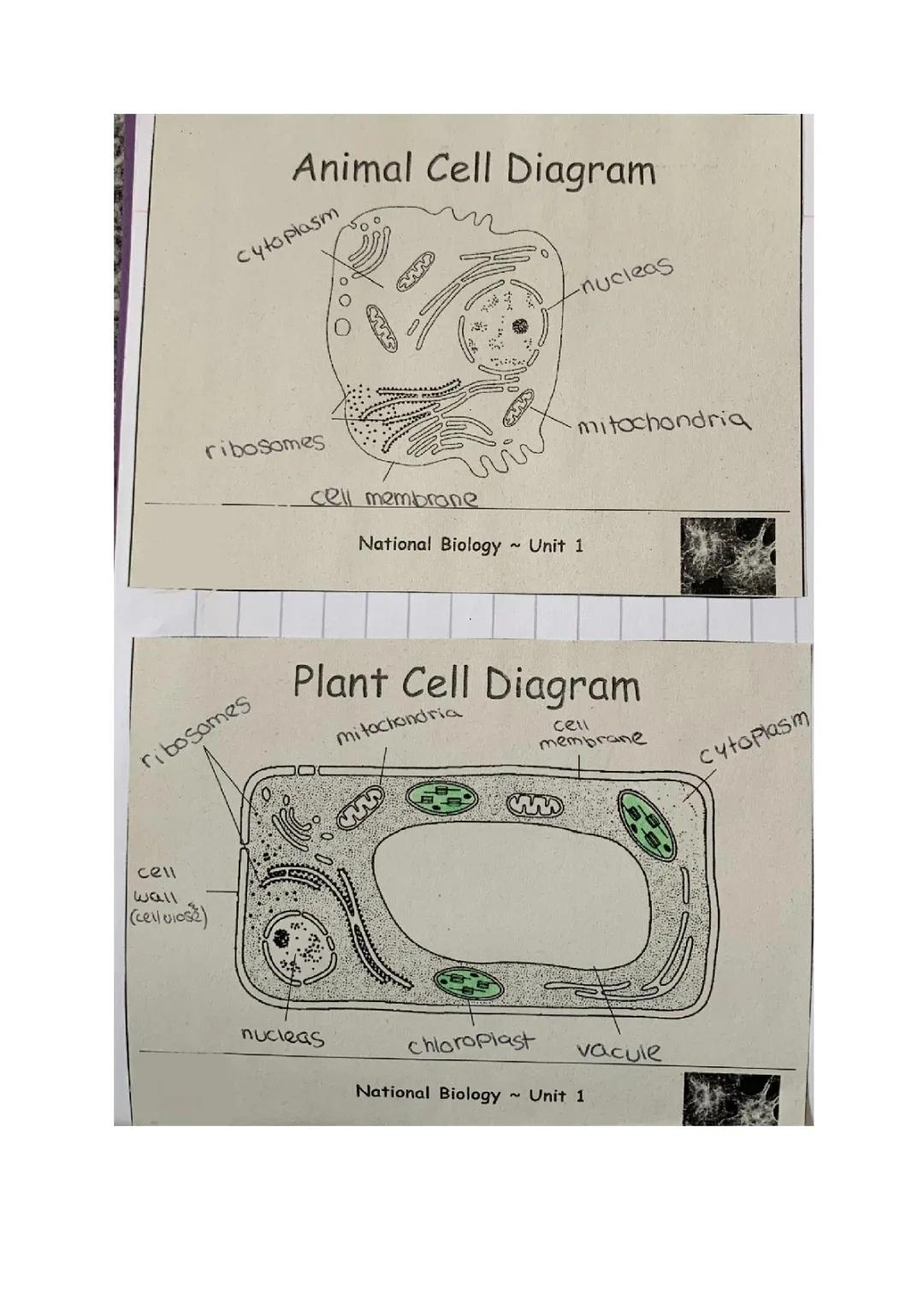 Fun Diagrams of Plant and Animal Cells for Kids