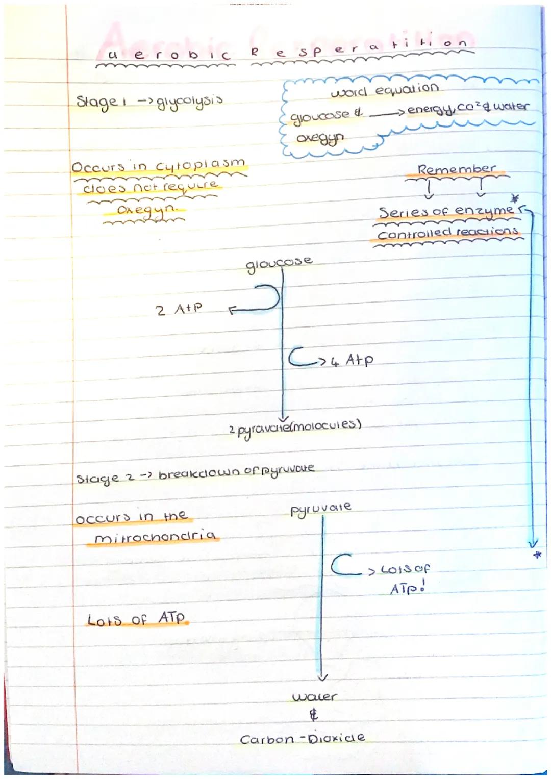 сон-отогоду
looking
• Cells are too small for us to see clearley without being
magnified. A tight light microscope gives enugh magnifed caut