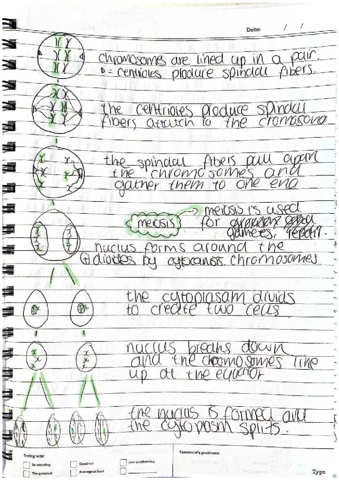 All About Meiosis and Protein Synthesis: How Chromosomes Line Up and More!