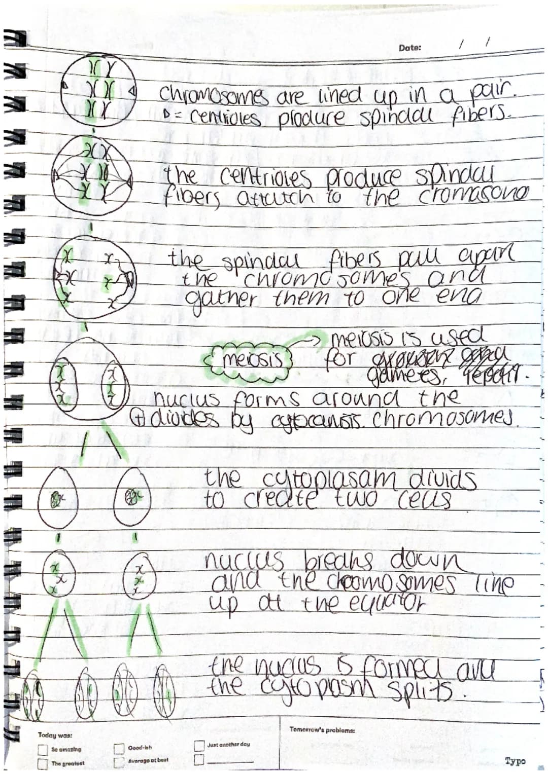 Today was:
00
JOX
200
XX
For
Se amazing
The greatest
for
0 0 0
00
Chromosomes are lined up in a pair.
D = Centriales produce spinaal fibers.