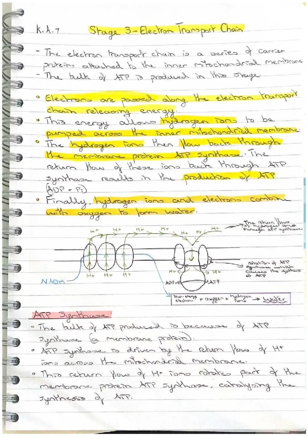 Higher Human Biology: Cellular Respiration, Glycolysis, and the Citric Acid Cycle