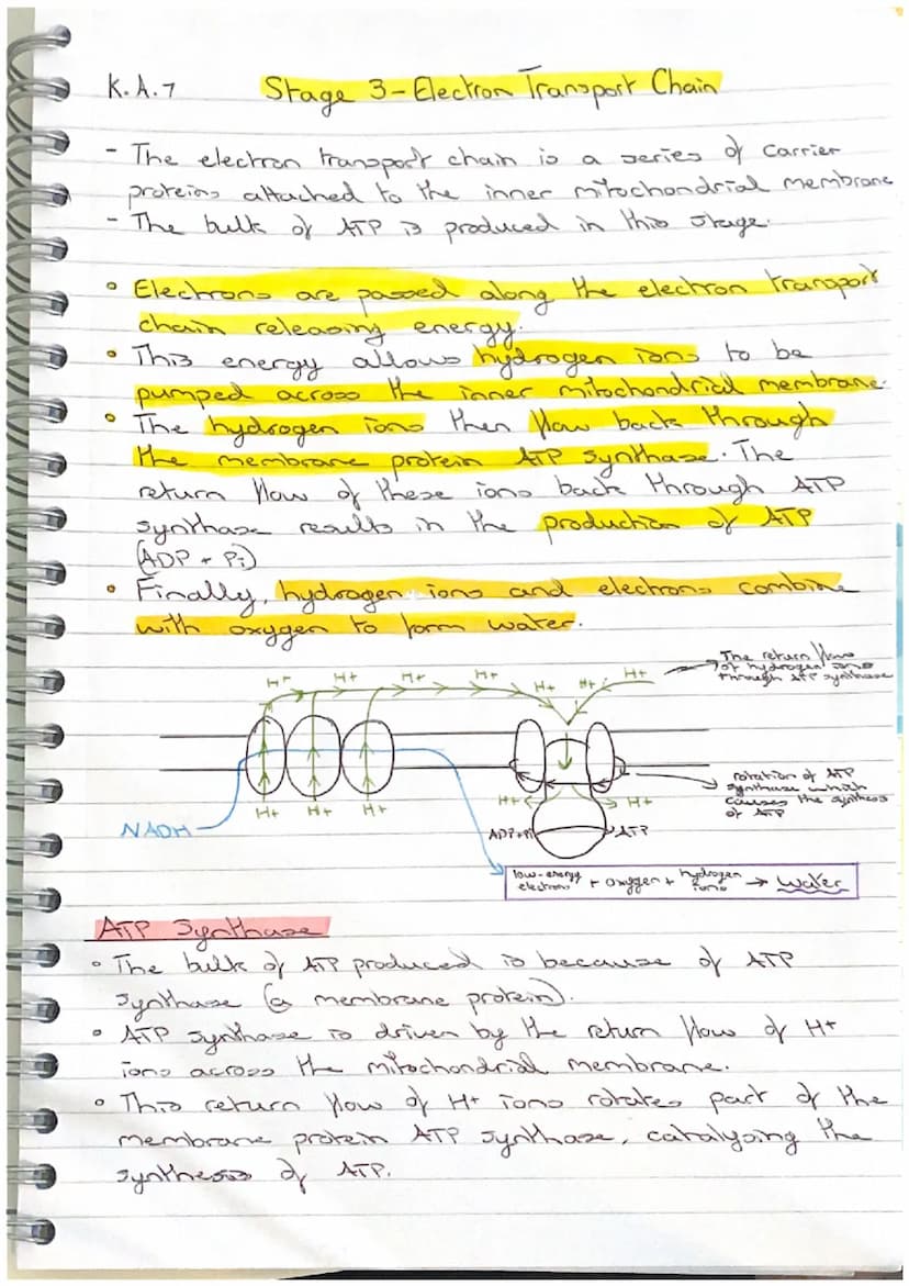 K.A.7
Stage 3 - Electron Transport Chain
The electron transport chain is a series of Carrier
proteins attached to the inner mitochondrial me
