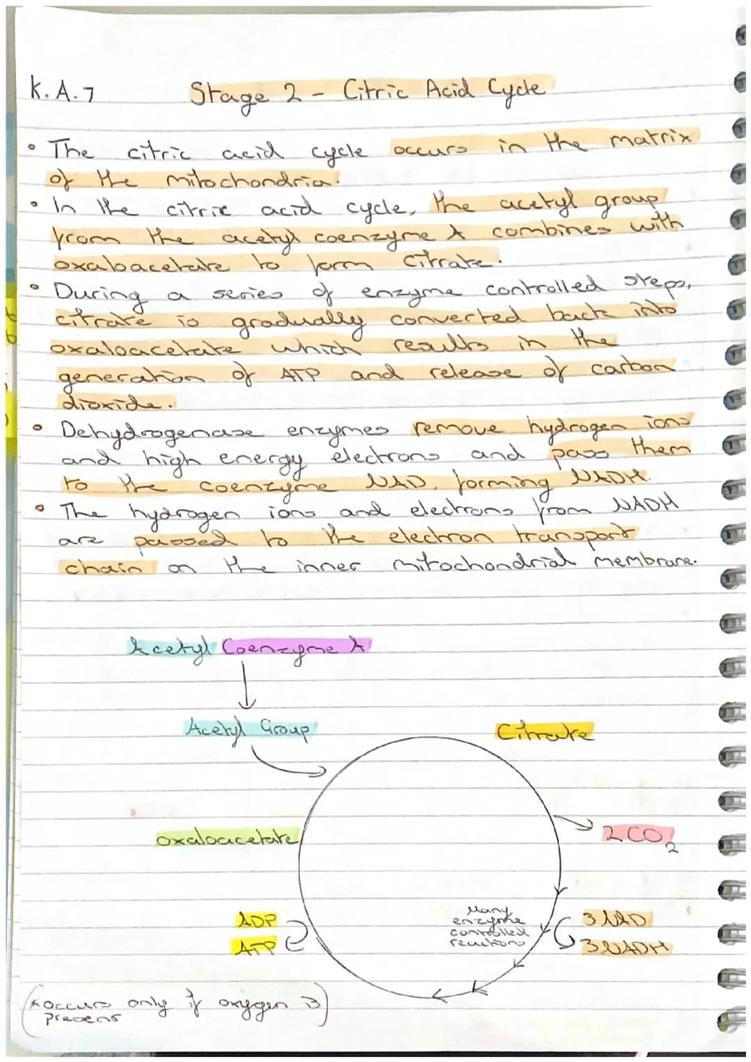 K.A.7
Stage 3 - Electron Transport Chain
The electron transport chain is a series of Carrier
proteins attached to the inner mitochondrial me