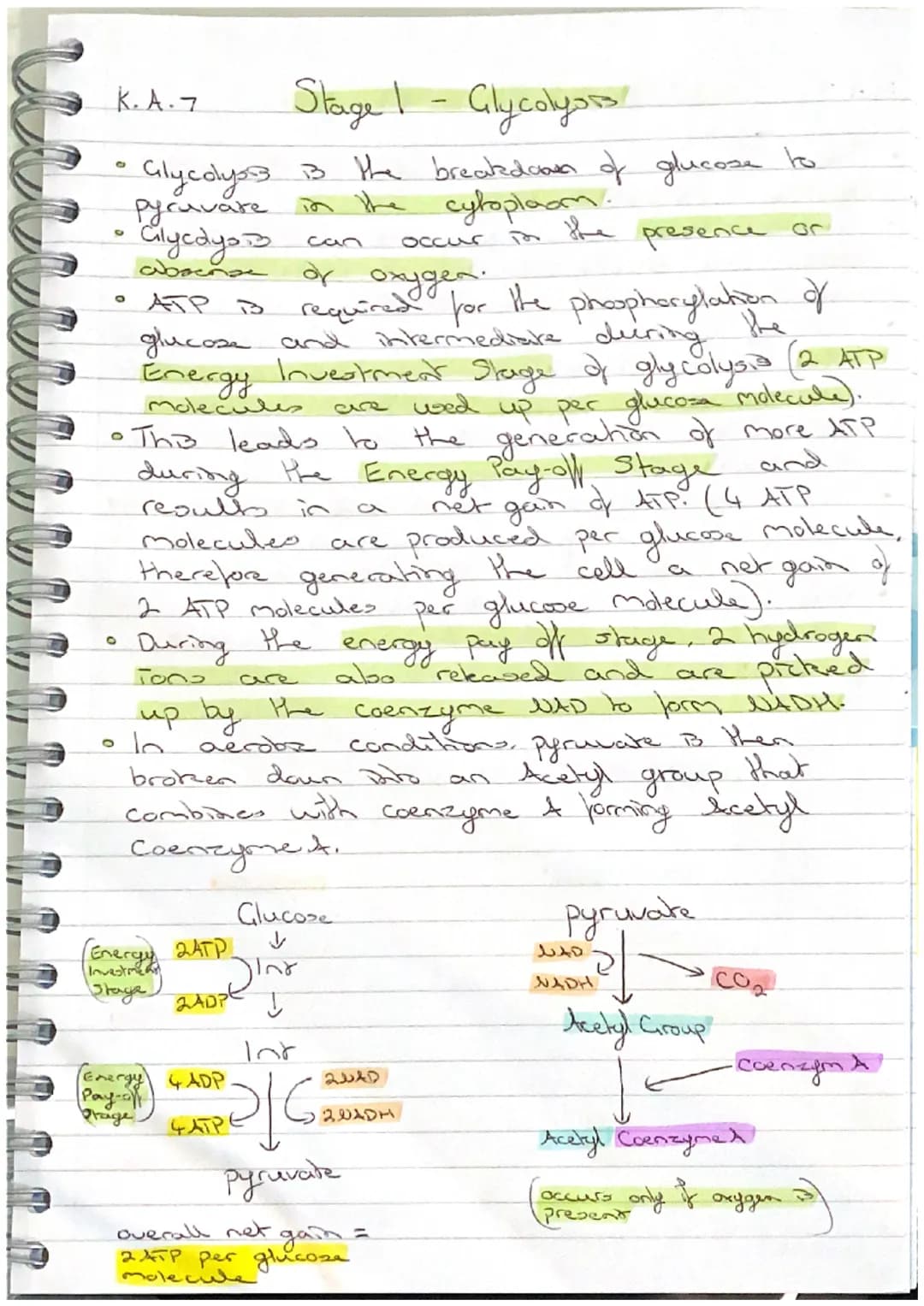 K.A.7
Stage 3 - Electron Transport Chain
The electron transport chain is a series of Carrier
proteins attached to the inner mitochondrial me