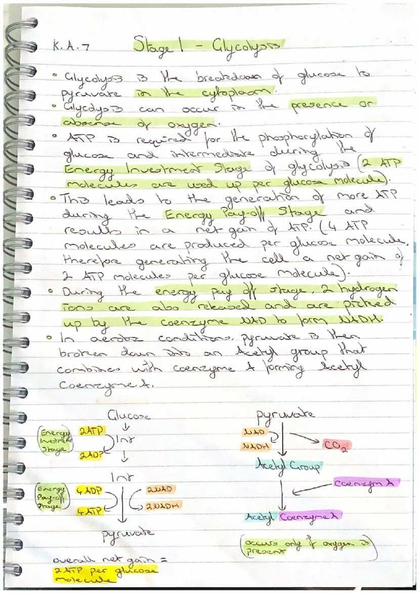 K.A.7
Stage 3 - Electron Transport Chain
The electron transport chain is a series of Carrier
proteins attached to the inner mitochondrial me