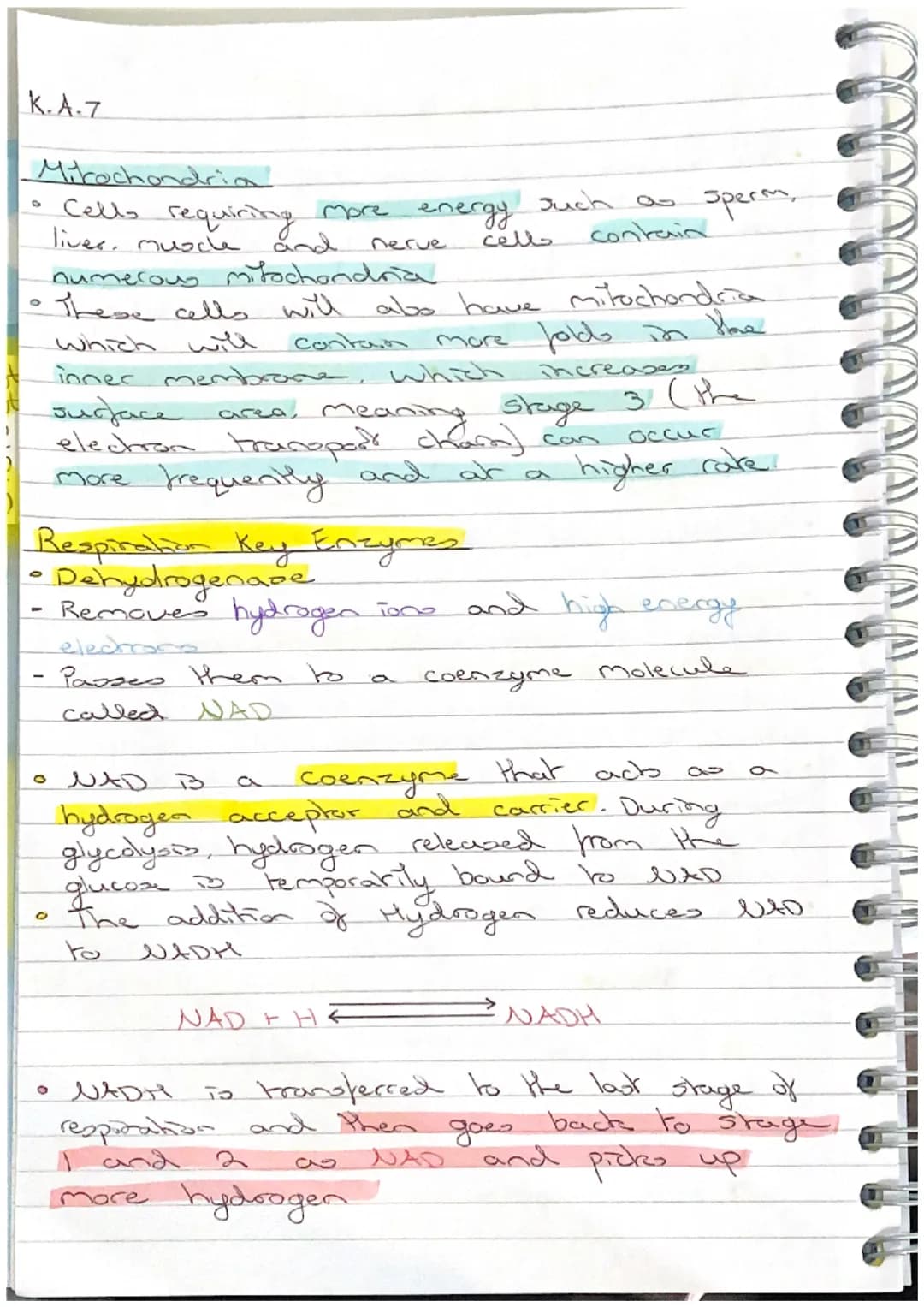 K.A.7
Stage 3 - Electron Transport Chain
The electron transport chain is a series of Carrier
proteins attached to the inner mitochondrial me