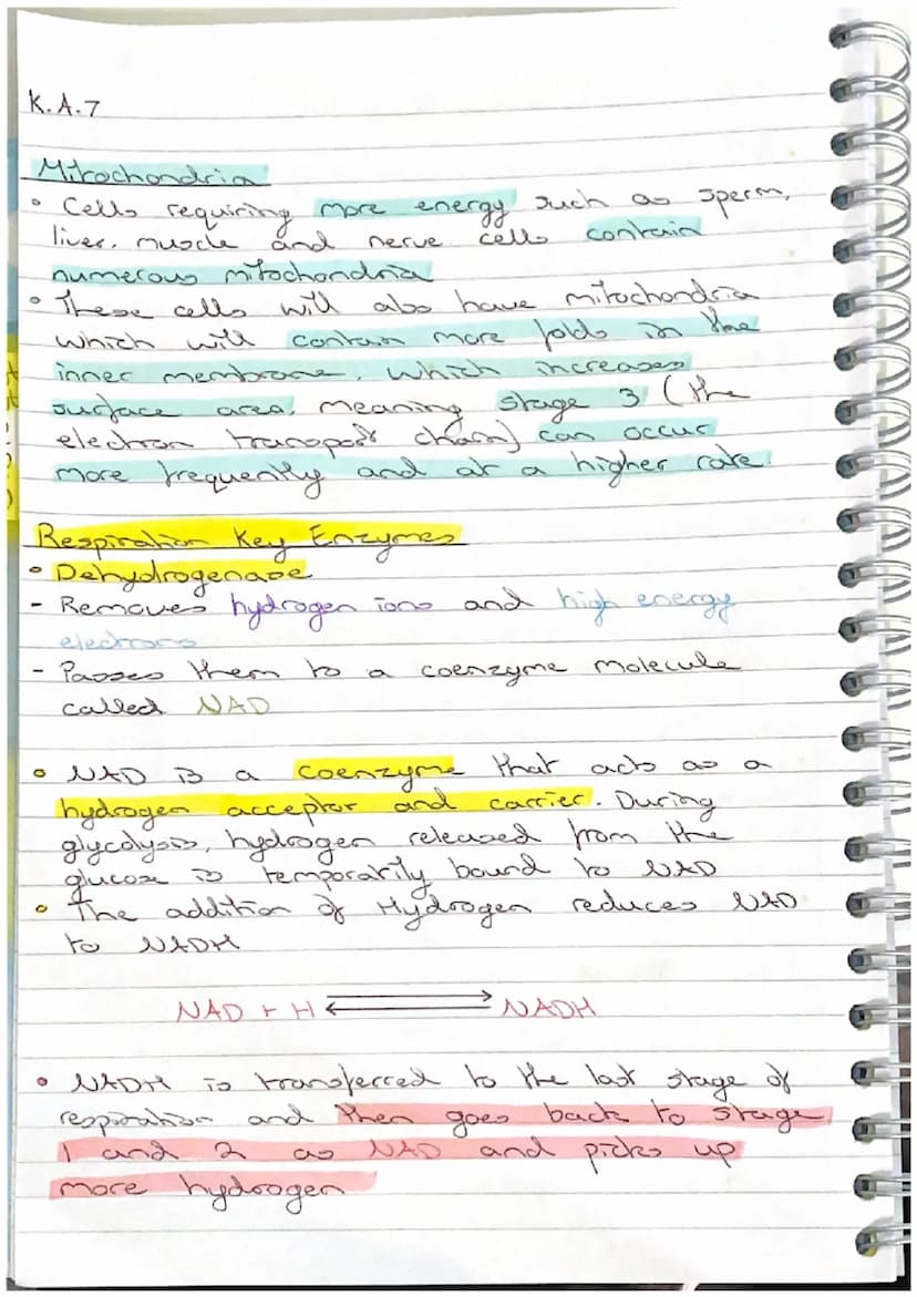 K.A.7
Stage 3 - Electron Transport Chain
The electron transport chain is a series of Carrier
proteins attached to the inner mitochondrial me