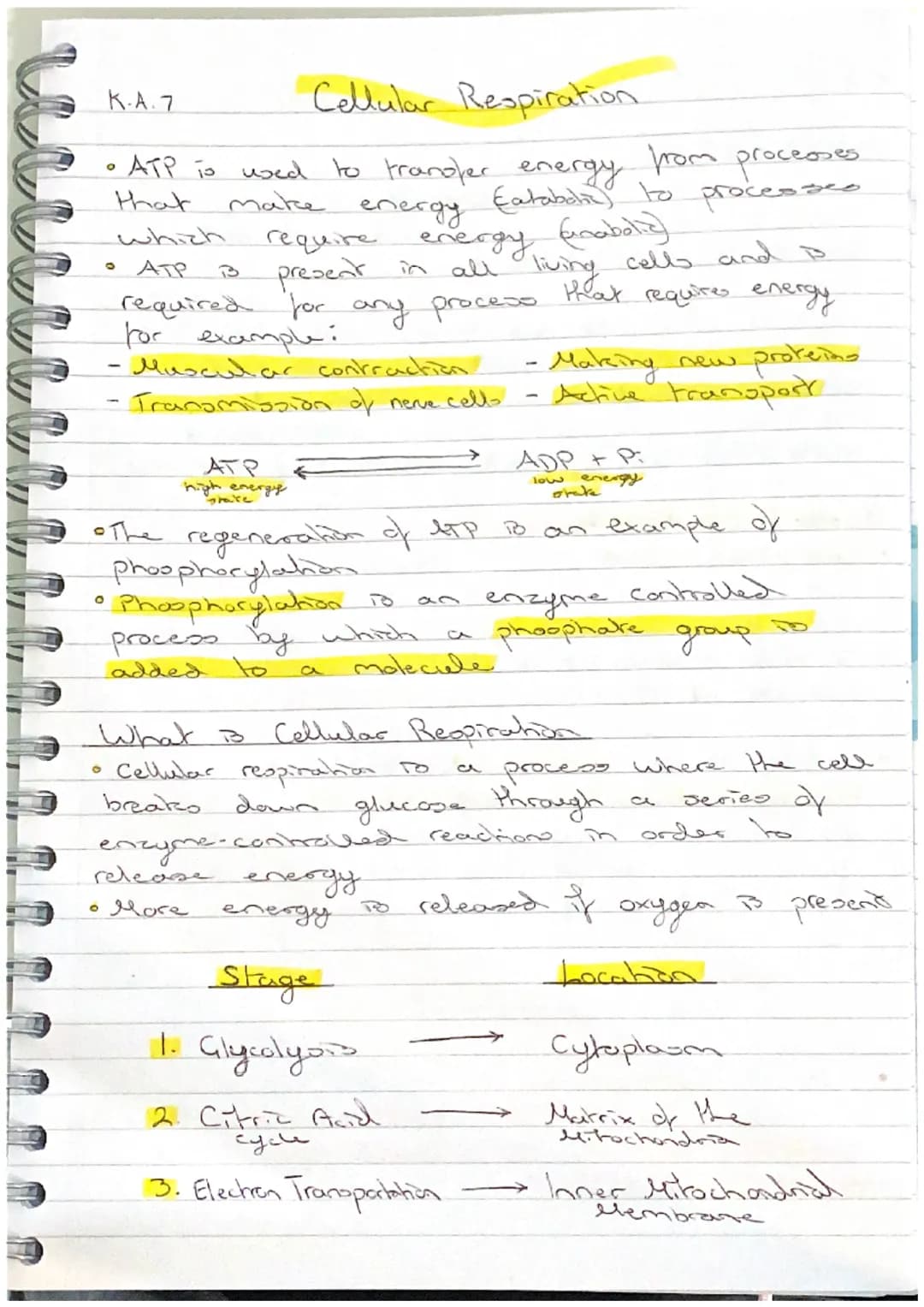 K.A.7
Stage 3 - Electron Transport Chain
The electron transport chain is a series of Carrier
proteins attached to the inner mitochondrial me