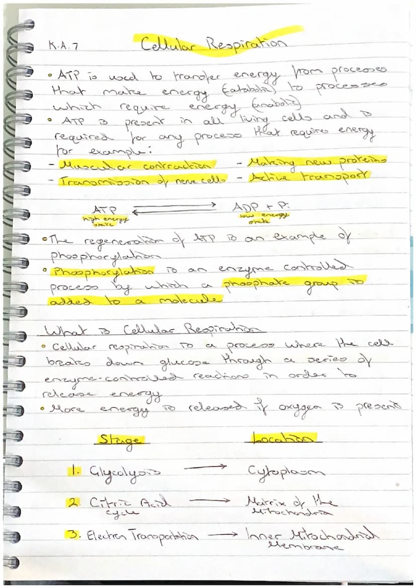 K.A.7
Stage 3 - Electron Transport Chain
The electron transport chain is a series of Carrier
proteins attached to the inner mitochondrial me