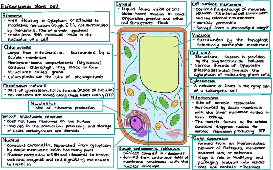 Eukaryotic Plant Cell