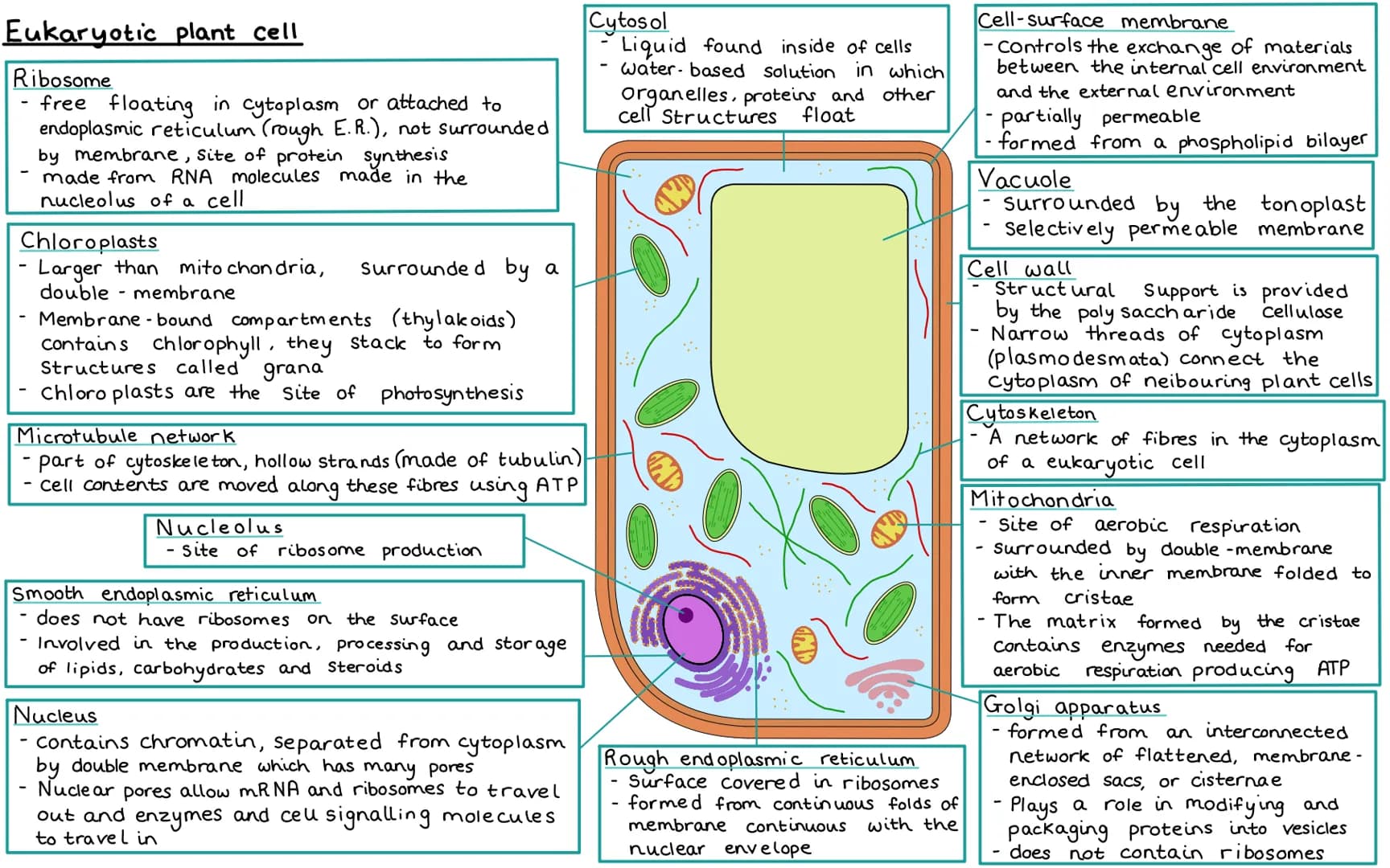 Eukaryotic plant cell
Ribosome
free floating in cytoplasm or attached to
endoplasmic reticulum (rough E.R.), not surrounded
by membrane, Sit