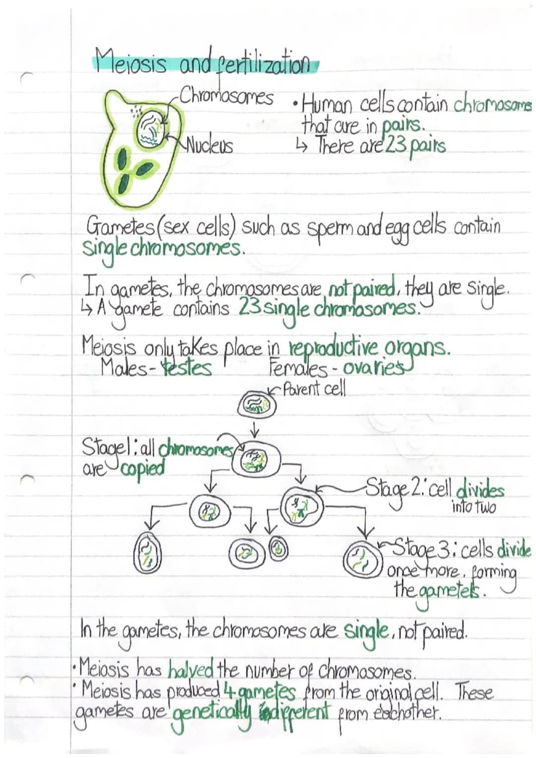 Meiosis and fertilization
-Chromosomes
XNucleus
Gametes (sex cells) such as sperm and egg cells contain
Single chromosomes.
In gametes, the 