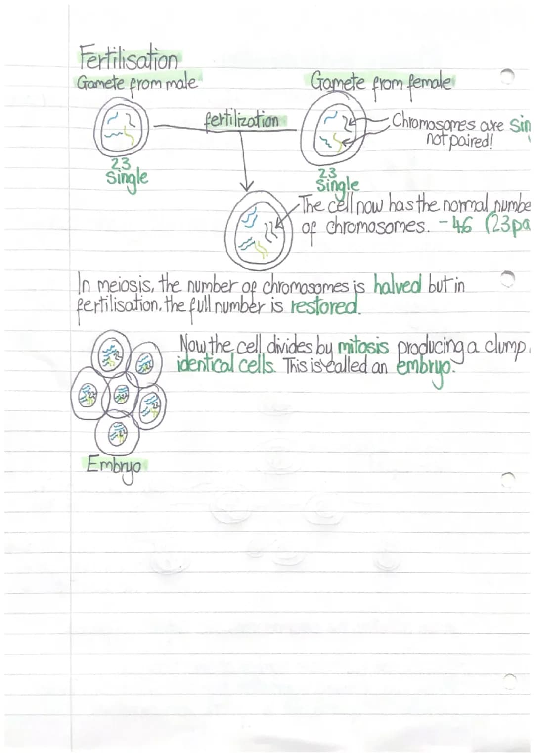 Meiosis and fertilization
-Chromosomes
XNucleus
Gametes (sex cells) such as sperm and egg cells contain
Single chromosomes.
In gametes, the 