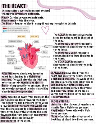 Know AQA Biology Revision - The Heart thumbnail