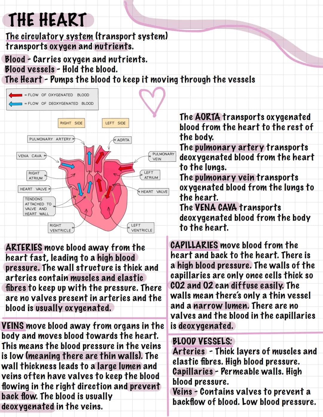 THE HEART
The circulatory system (transport system)
transports oxygen and nutrients.
Blood - Carries oxygen and nutrients.
Blood vessels - H