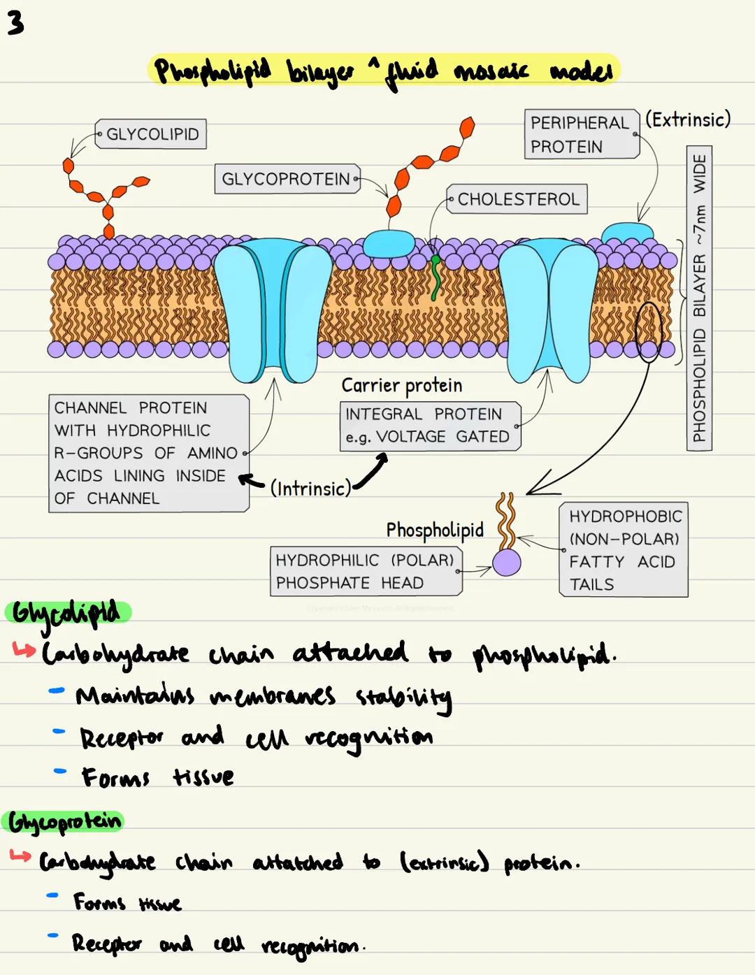Cell Membranes / 2
Phospholipid bilayer fluid mosaic model
Function of plasma (cen) membrane:
Controls what substances enter and exit the ce