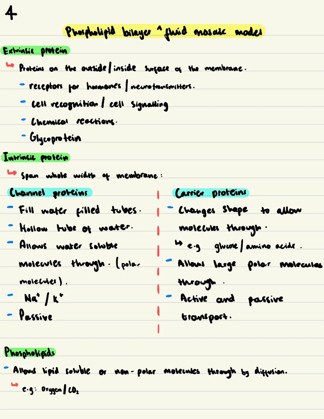 Cell Membranes / 2
Phospholipid bilayer fluid mosaic model
Function of plasma (cen) membrane:
Controls what substances enter and exit the ce