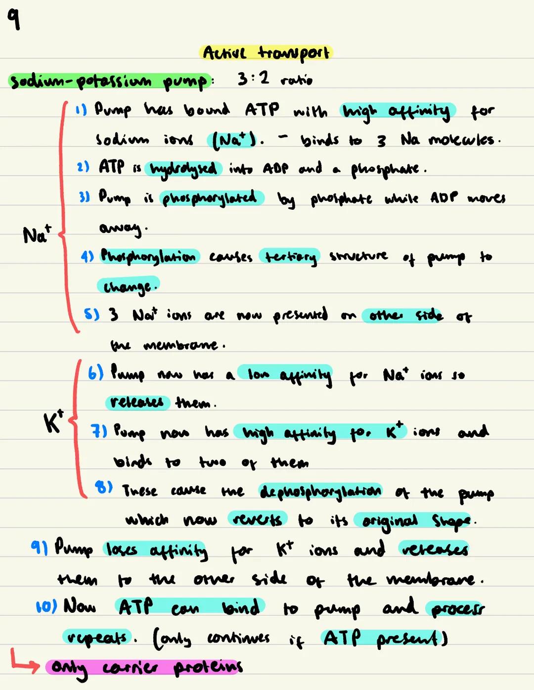 Cell Membranes / 2
Phospholipid bilayer fluid mosaic model
Function of plasma (cen) membrane:
Controls what substances enter and exit the ce