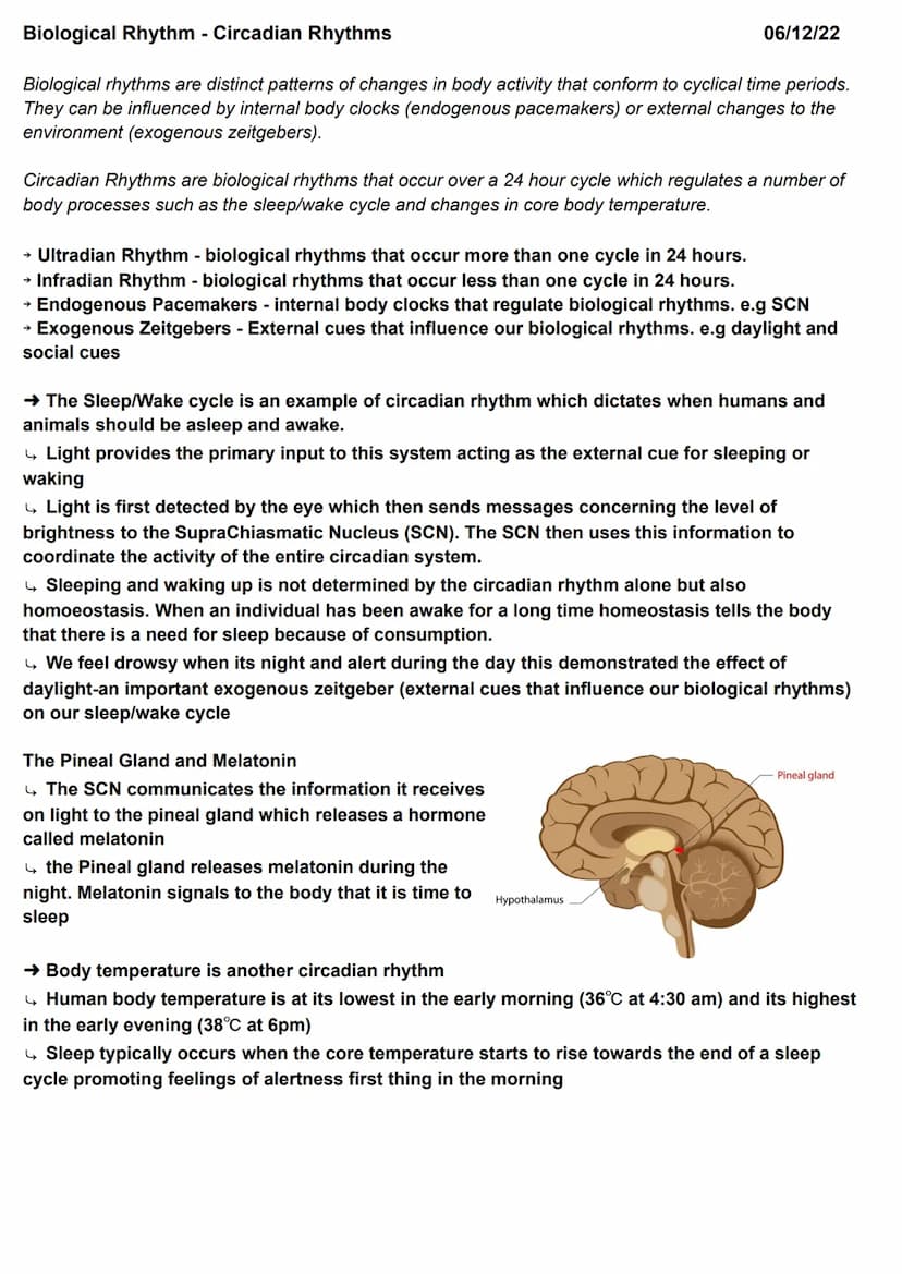 Biopsychology - Localisation of Function in the Brain
localisation of function is the idea that certain functions (e.g languages, memory) ha
