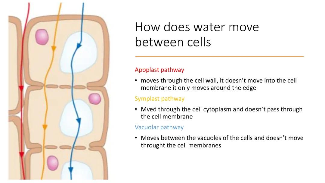 Water transport in multicellular plants