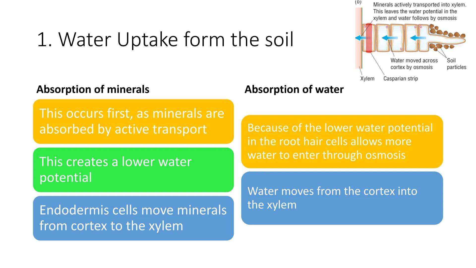 79
How does water move
between cells
Apoplast pathway
moves through the cell wall, it doesn't move into the cell
membrane it only moves arou
