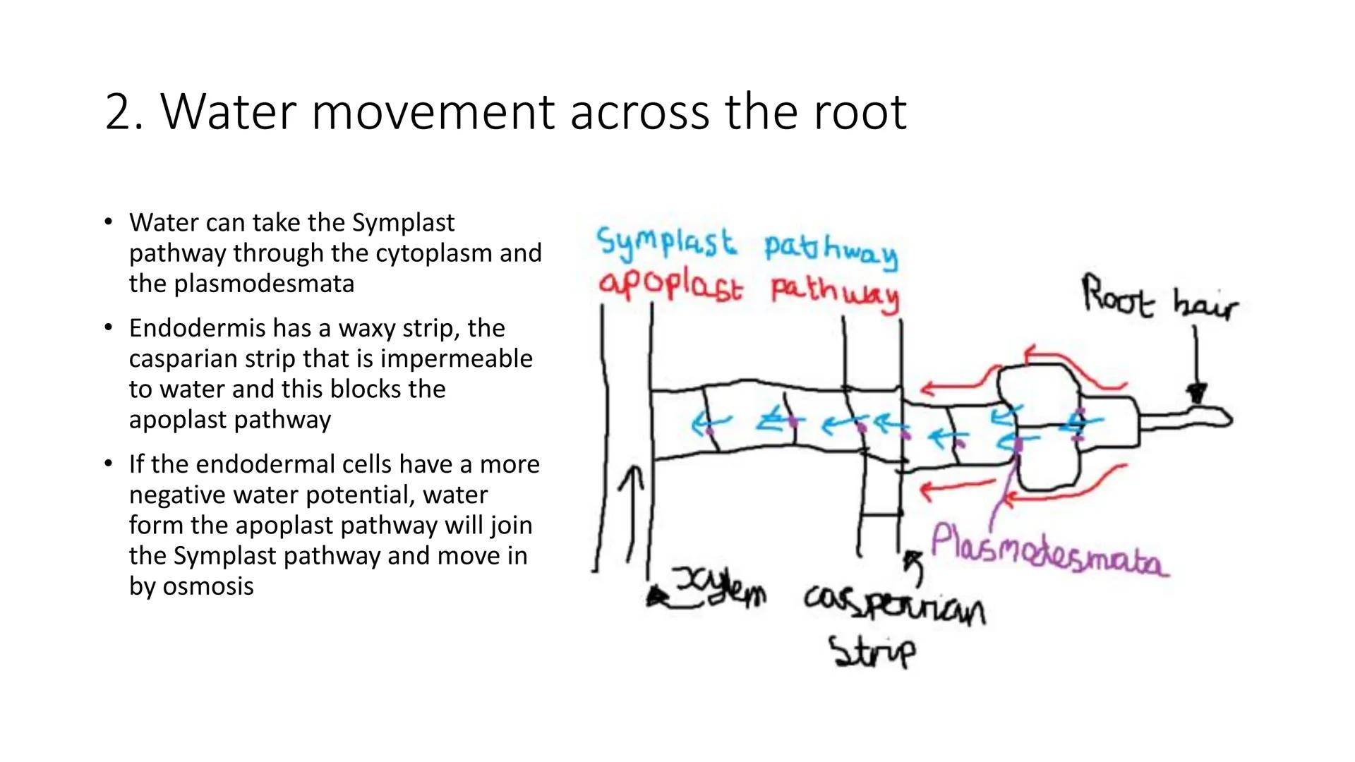 79
How does water move
between cells
Apoplast pathway
moves through the cell wall, it doesn't move into the cell
membrane it only moves arou