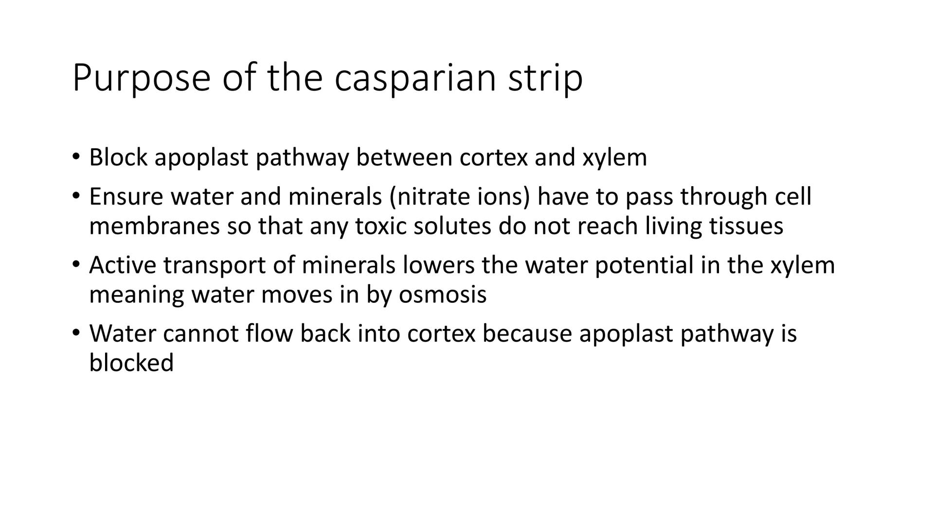 79
How does water move
between cells
Apoplast pathway
moves through the cell wall, it doesn't move into the cell
membrane it only moves arou