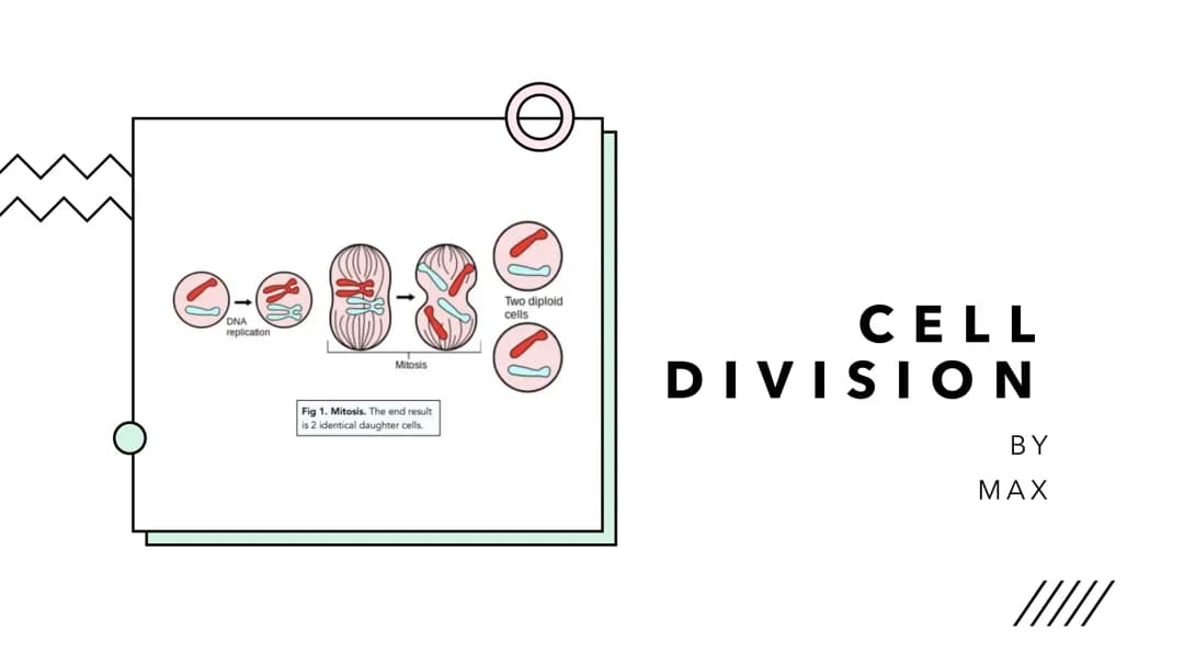 Cell Division 