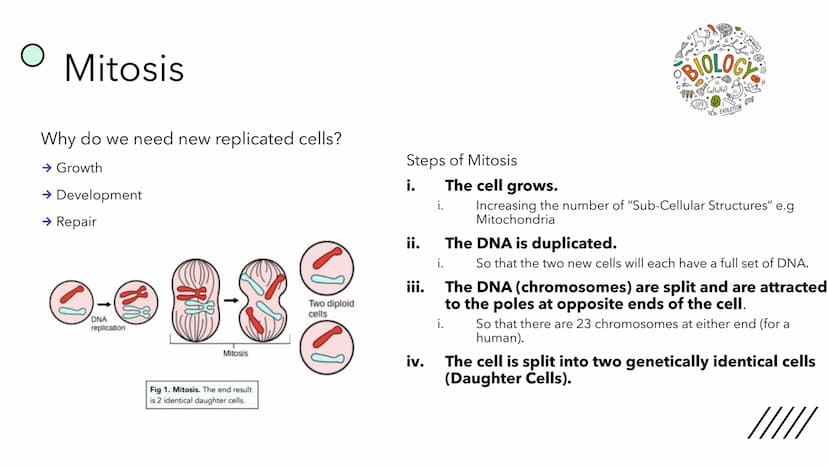 (88
DNA
replication
Mitosis
Fig 1. Mitosis. The end result
is 2 identical daughter cells.
O
Two diploid
cells
D
CELL
DIVISION
BY
MAX
/// O
M