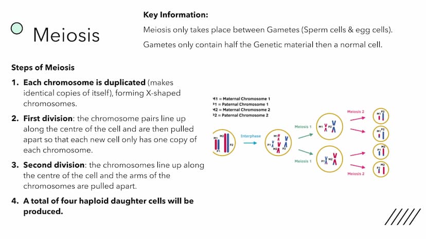 (88
DNA
replication
Mitosis
Fig 1. Mitosis. The end result
is 2 identical daughter cells.
O
Two diploid
cells
D
CELL
DIVISION
BY
MAX
/// O
M